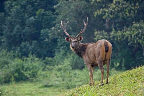 The Mystical Connection: Exploring the Bond Between Antler King Lick and Sambar Stag Sovereign Devouring